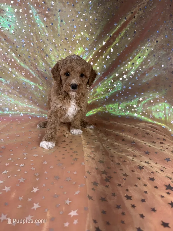 Female Bichon poo 1, a female Bichpoo for sale in Joice, IA – 1 of 1