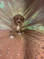 Female Bichon poo 1, a female Bichpoo for sale in Joice, IA – 1 of 1