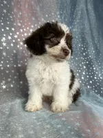 Male Schnoodle 2345, a male Schnoodle for sale in Joice, IA – 4 of 7