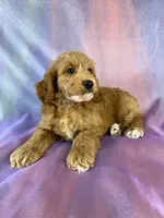 Male Cockapoo, a male Cockapoo for sale in Joice, IA – 5 of 9