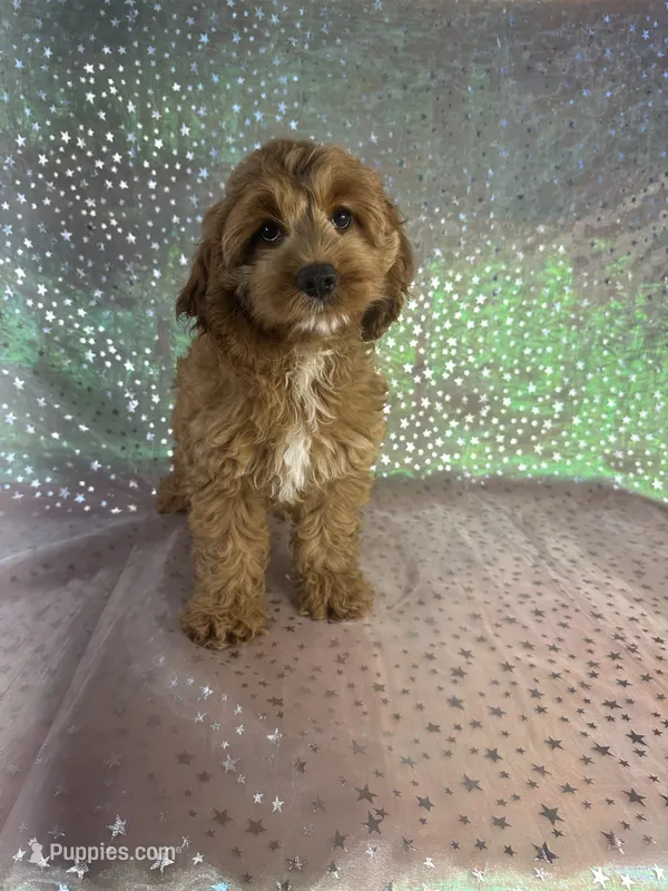 Female Cockapoo 1 – Miniature Goldendoodle puppy for sale in Joice, IA
