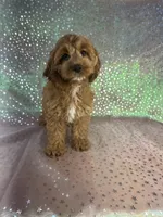 Female Cockapoo 1, a female Miniature Goldendoodle for sale in Joice, IA – 1 of 6