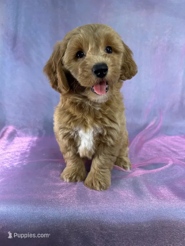Female Bichon poo 2356 – Bichpoo puppy for sale in Joice, IA