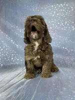 Male cockapoo 2315, a male Cockapoo for sale in Joice, IA – 9 of 10