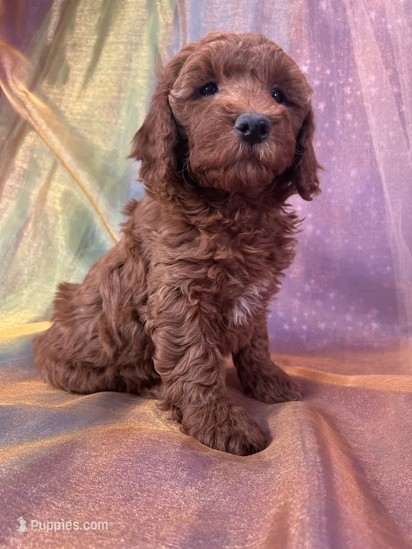Female Mini Goldendoodle 2295 – Miniature Goldendoodle puppy for sale in Joice, IA