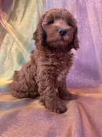 Female Mini Goldendoodle 2295, a female Miniature Goldendoodle for sale in Joice, IA – 1 of 6