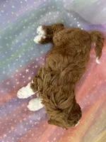 Male Bichon Poo 2324, a male Bichpoo for sale in Joice, IA – 6 of 10