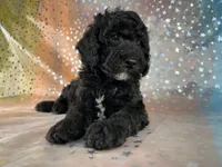 Male Poodle 2380, a male Poodle - Miniature  for sale in Joice, IA – 3 of 7