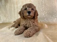 Male Mini Goldendoodle 2300, a male Miniature Goldendoodle for sale in Joice, IA – 5 of 10