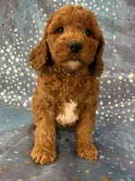 Female Cockapoo 2390, a female Cockapoo for sale in Joice, IA – 9 of 10
