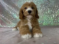 Male Bichon Poodle 2339, a male Bichpoo for sale in Joice, IA – 9 of 10