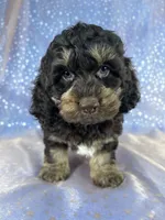 Tri colored male Cockapoo, a male Cockapoo for sale in Joice, IA – 6 of 7