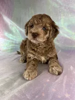 Female mini Goldendoodle 2318, a female Miniature Goldendoodle for sale in Joice, IA – 8 of 10