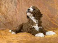Male Cockapoo 2391, a male Cockapoo for sale in Joice, IA – 10 of 10