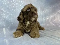 Male cockapoo 2315, a male Cockapoo for sale in Joice, IA – 6 of 10