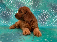 Female Mini Goldendoodle 2310 , a female Miniature Goldendoodle for sale in Joice, IA – 3 of 10