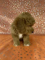 Male Bichon Poodle  2338, a male Bichpoo for sale in Joice, IA – 4 of 9