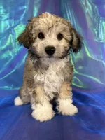 Schnoodle male 2344 , a male Schnoodle for sale in Joice, IA – 1 of 9