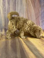 Female Mini Goldendoodle 2294, a female Miniature Goldendoodle for sale in Joice, IA – 6 of 10