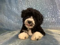 Male Schnoodle 2347, a male Schnoodle for sale in Joice, IA – 2 of 9