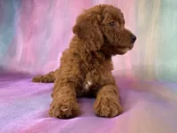 Female Mini Goldendoodle 2329, a female Miniature Goldendoodle for sale in Joice, IA – 4 of 10