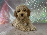 Male Bichon poo 2340, a male Bichpoo for sale in Joice, IA – 8 of 8