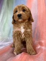 Male Schnoodle 2401, a male Schnoodle for sale in Joice, IA – 6 of 9