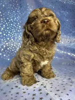 Merle Cockapoo , a male Cockapoo for sale in Joice, IA – 5 of 9