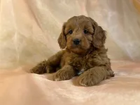 processed/9e52ed2b-da21-46fa-996b-ef8825d02374/listing/ac0d39e9-6ee9-4a0e-a3f4-1ae617b902a1/08aab778-df65-482f-a240-3a254e386bc3