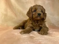 processed/9e52ed2b-da21-46fa-996b-ef8825d02374/listing/ac0d39e9-6ee9-4a0e-a3f4-1ae617b902a1/409e00e0-e202-405c-a9cd-45ea1c631c35