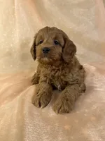 processed/9e52ed2b-da21-46fa-996b-ef8825d02374/listing/ac0d39e9-6ee9-4a0e-a3f4-1ae617b902a1/6f39f4a6-1b29-4b07-8240-8ceab8aab94c