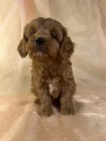 processed/9e52ed2b-da21-46fa-996b-ef8825d02374/listing/ac0d39e9-6ee9-4a0e-a3f4-1ae617b902a1/c22603f9-20f9-4a90-8ef3-ce31fa4d8750