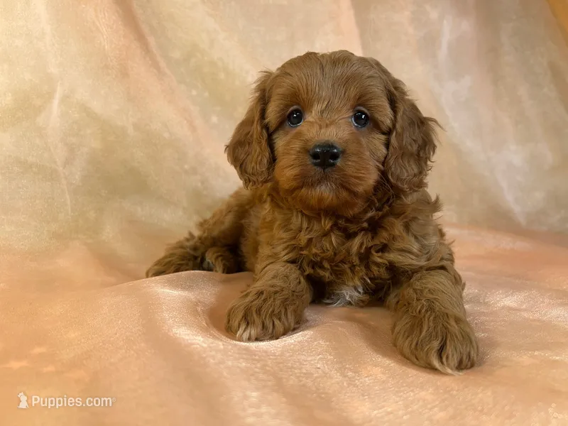 Male cockapoo 2236