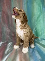 Male Bichon Poo 2333, a male Bichpoo for sale in Joice, IA – 8 of 10