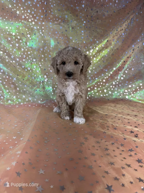 Female Bichon poodle 2, a female Bichpoo for sale in Joice, IA – 1 of 1