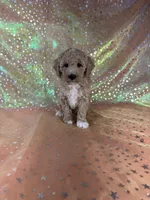 Female Bichon poodle 2, a female Bichpoo for sale in Joice, IA – 1 of 1