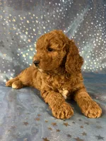 Female Cockapoo 2390, a female Cockapoo for sale in Joice, IA – 6 of 10