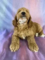Male Cockapoo, a male Cockapoo for sale in Joice, IA – 4 of 9