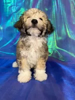 Schnoodle male 2344 , a male Schnoodle for sale in Joice, IA – 6 of 9