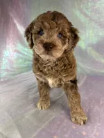 Female mini Goldendoodle 2318, a female Miniature Goldendoodle for sale in Joice, IA – 4 of 10
