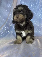 Tri colored male Cockapoo, a male Cockapoo for sale in Joice, IA – 5 of 7
