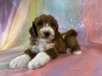 Male Bichon Poo 2324, a male Bichpoo for sale in Joice, IA – 7 of 10