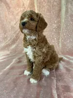 Male Bichon poo 2305, a male Cockapoo for sale in Joice, IA – 3 of 8
