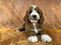 Male Cockapoo 2391, a male Cockapoo for sale in Joice, IA – 7 of 10