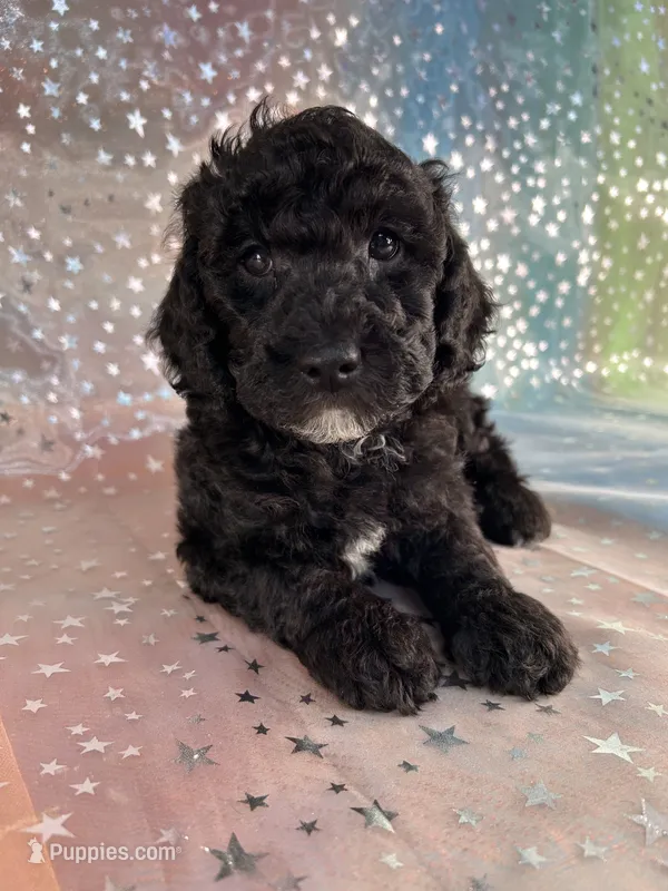 Male Poodle 2380 – Poodle - Miniature  puppy for sale in Joice, IA