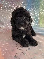 Male Poodle 2380, a male Poodle - Miniature  for sale in Joice, IA – 1 of 7