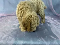 Male Bichon poo 2357, a male Bichpoo for sale in Joice, IA – 6 of 9