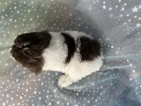 Male Schnoodle 2346, a male Schnoodle for sale in Joice, IA – 10 of 10