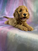 Male Mini Goldendoodle 2328, a male Miniature Goldendoodle for sale in Joice, IA – 3 of 9