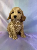 Male Schnoodle 2270, a male Cockapoo for sale in Joice, IA – Photo 7 of 8